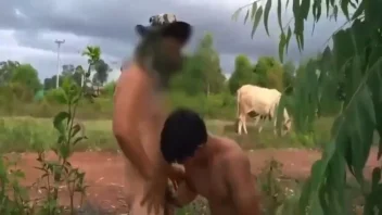 หนังXเกย์ไทย อ้ายคนเลี้ยงวัวบ่? บทเด็ดล้วงคอสุดเสียว