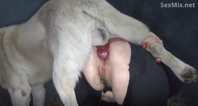 หมาลาบราดอร์ติดเป้ง! เจ้าของโรคจิตให้เย็ดเมียตัวเองสุดโหด